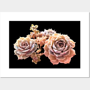 Suculentas Echeveria rose Posters and Art